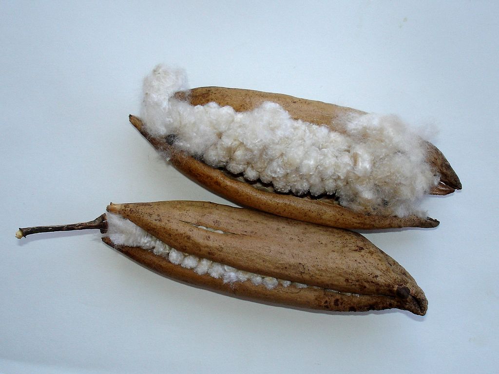 kapok pods from ceiba tree