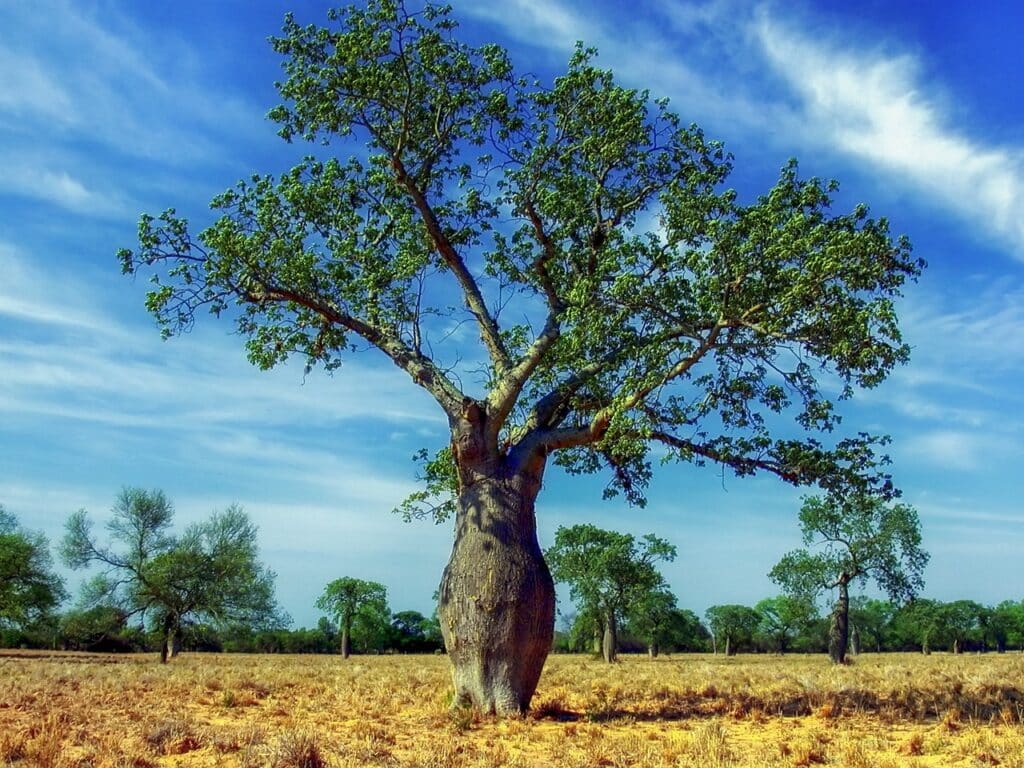 ceiba pentandra tree