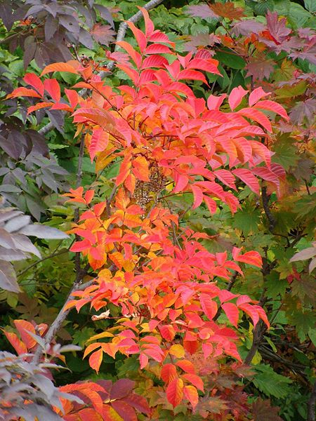 Toxicodendron vernicifluum urushi Japanese lacquer tree